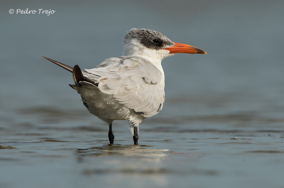 Pagaza piquirroja (Hydroprogne caspia)